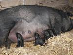 Mulefoot Hog - pig breeds | goris jishebi | ღორის ჯიშები